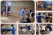 تکاب : اجرای برنامه واکسیناسیون دامهای سنگین (گاو و گوساله ) بر علیه بیماری لمپی اسکین